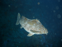 Aplodactylus arctidens