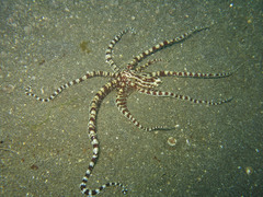Thaumoctopus mimicus