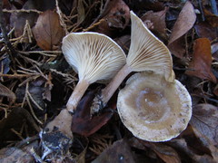 Rhizocybe