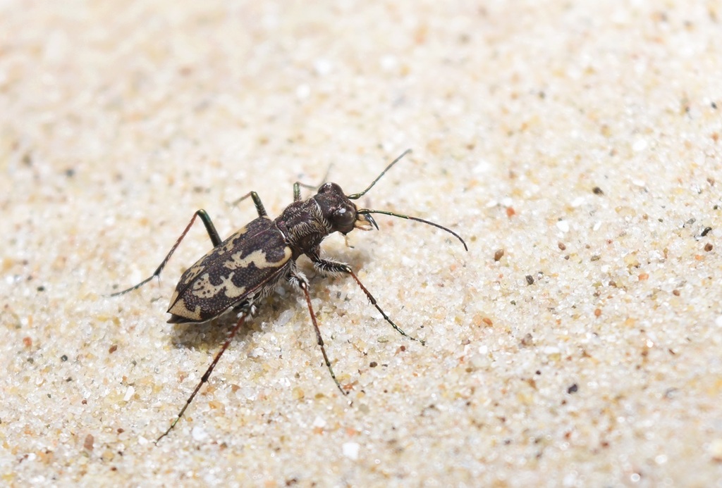 Cylindera apiata