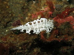 Tritoniopsis elegans