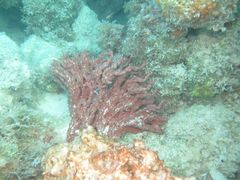 Monanchora arbuscula