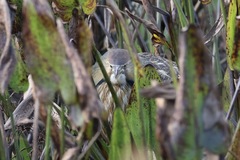 Botaurus lentiginosus image