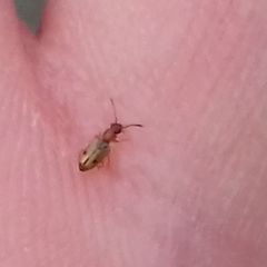 Psammoecus bipunctatus