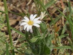 Noticastrum sericeum