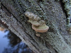 Rigidoporus cuneatus