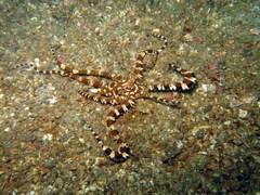 Wunderpus photogenicus