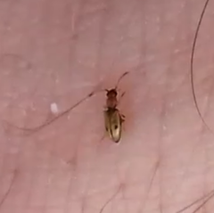 Psammoecus bipunctatus