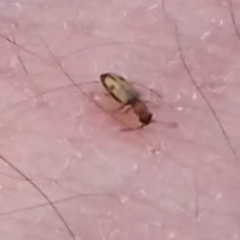 Psammoecus bipunctatus