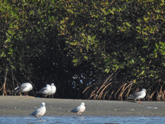 Chroicocephalus cirrocephalus