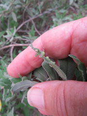 Rhopalomyia salviae