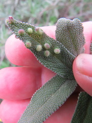 Rhopalomyia salviae