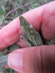 Rhopalomyia salviae