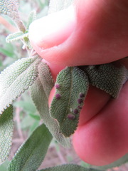 Rhopalomyia salviae