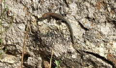 Podarcis guadarramae