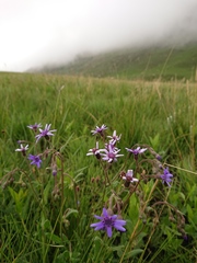 Senecio polyodon subglaber