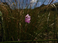 Gladiolus parvulus