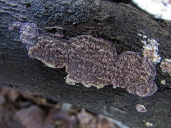 Corticium roseocarneum