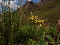 Aspidonepsis cognata