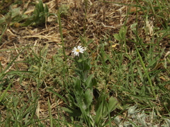 Noticastrum sericeum