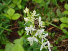 Euchalcia modestoides