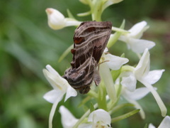 Euchalcia modestoides