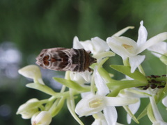 Euchalcia modestoides