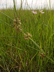 Stenostelma periglossoides