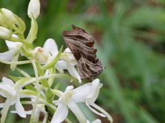 Euchalcia modestoides