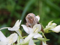 Euchalcia modestoides