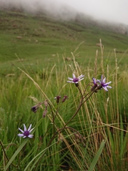 Senecio polyodon subglaber