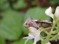 Euchalcia modestoides