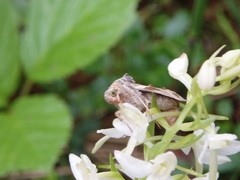 Euchalcia modestoides