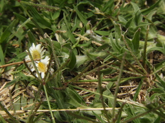 Noticastrum sericeum