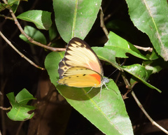 Belenois thysa thysa