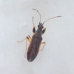 Paraparomius leptopoides