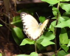 Belenois thysa thysa