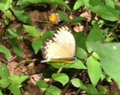 Belenois thysa thysa