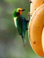 Chlorochrysa nitidissima