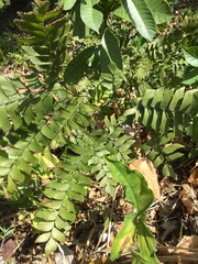 Adiantum trapeziforme