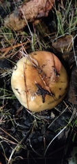Suillus bellinii