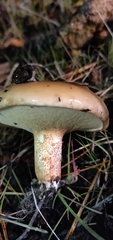 Suillus bellinii