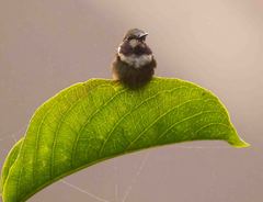 Chaetocercus heliodor