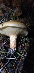 Suillus bellinii
