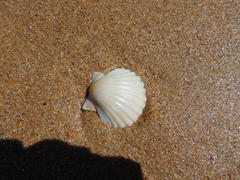 Pecten