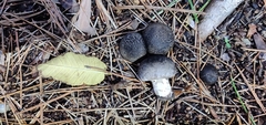 Tricholoma terreum