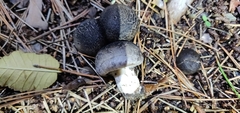 Tricholoma terreum