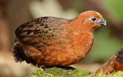 Odontophorus hyperythrus