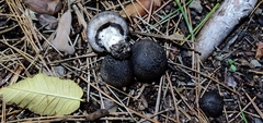Tricholoma terreum