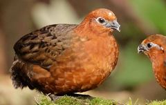 Odontophorus hyperythrus